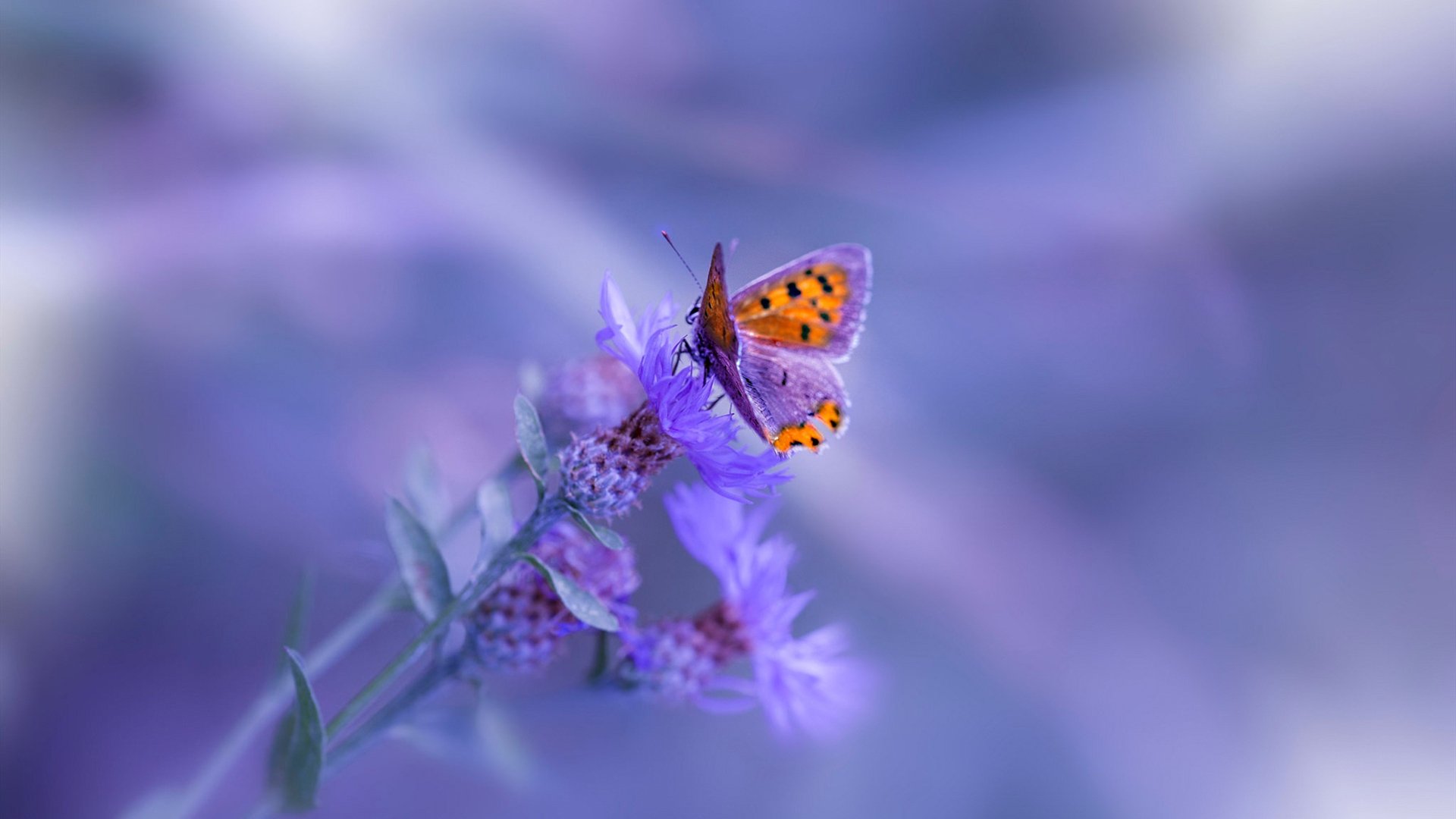 球场即战场，当郑思维用羽拍点燃碾压巴黎的火焰