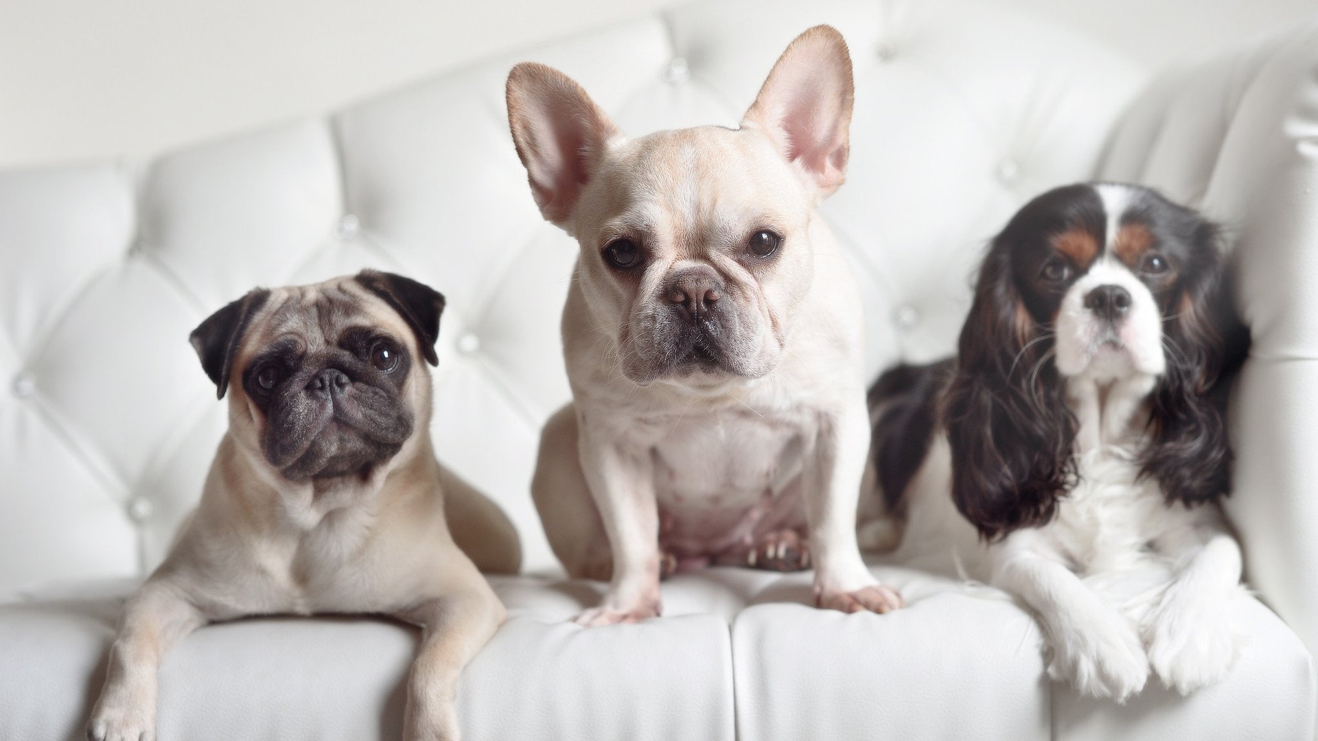 击穿斯堪的纳维亚铁壁，当王皓的弧圈球遇见波兰战车的轰鸣