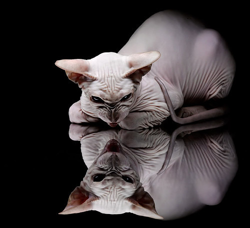 法拉利闪耀赛场，新星皮亚斯特里刷新纪录，成就非凡胜利