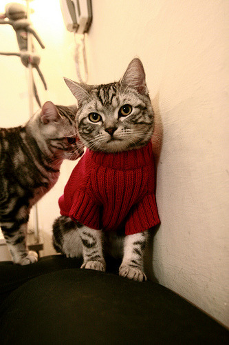 银箭破空，黑马嘶鸣，哈斯鏖战梅赛德斯，汉密尔顿点燃赛道烽火