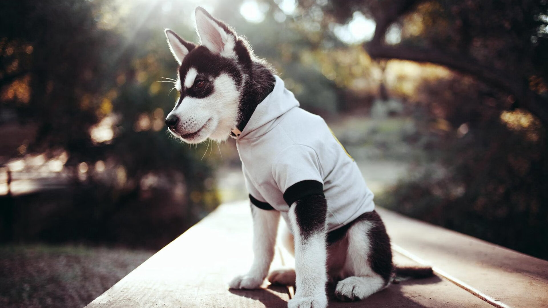 韧性的胜利与孤独的燃烧，韩国队的翻盘与桃田贤斗的重生