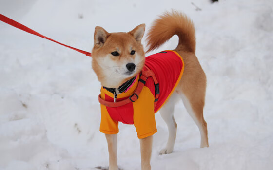 千分之一秒的荣耀，塞恩斯如何以0.003秒为索伯车队赢得不可能之胜利