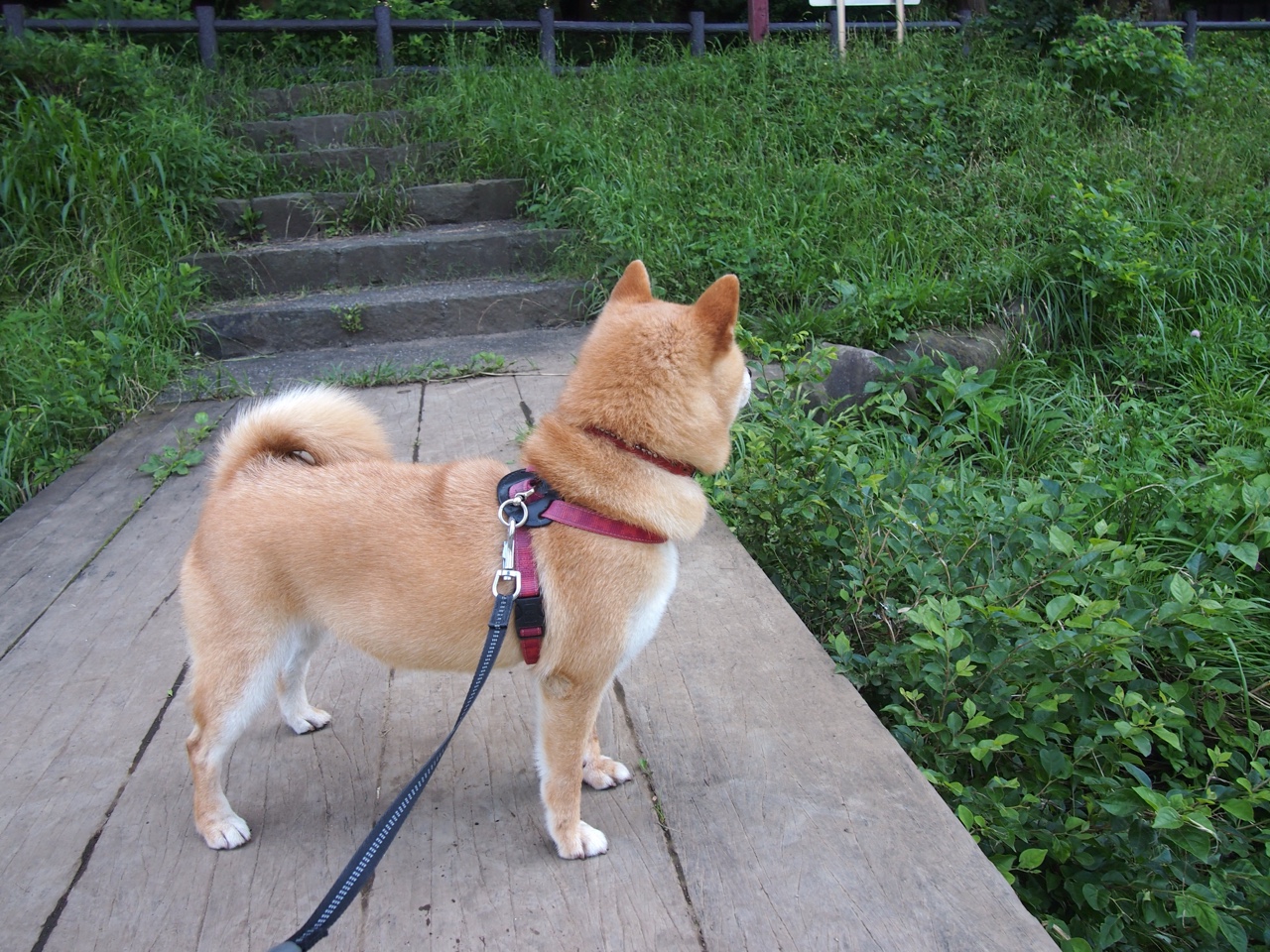 美式高压遇上拉丁灵魂，佩德里如何撕裂那不勒斯的战术铁网