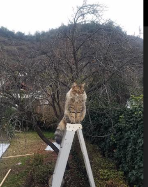 绿茵与硬木之间，唯一不灭的体育火焰