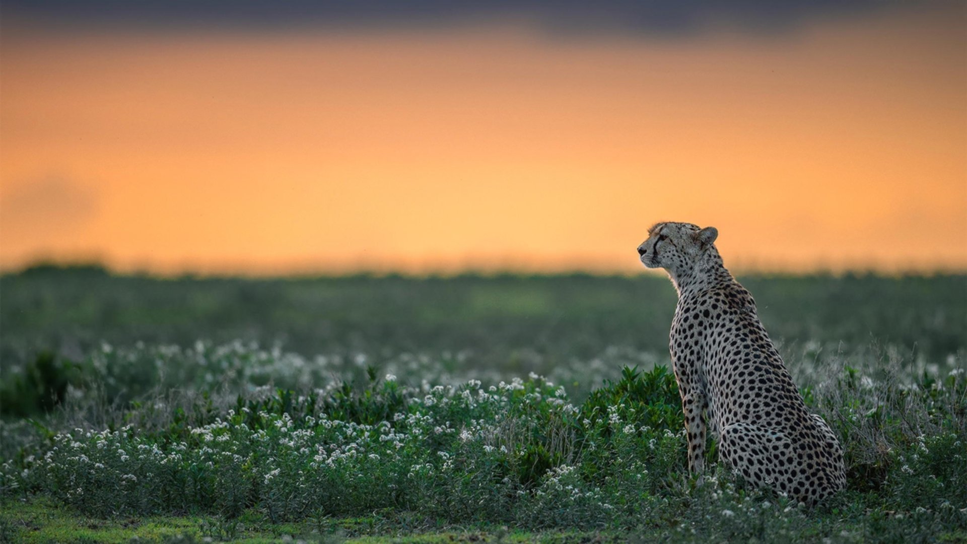撕裂沙漠的最后一舞，法比尼奥血刃牙买加，西决式生死战中中场上帝的终极接管