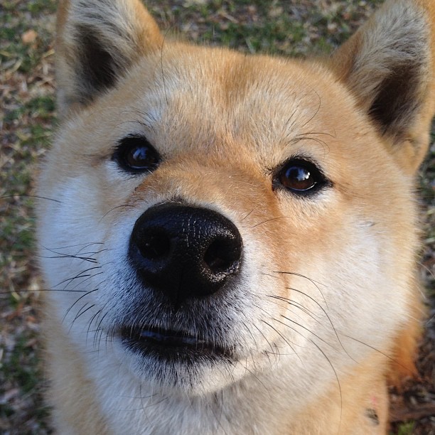 马克西半场狂飙30分打崩开拓者,奇才轻取胜利悬念尽失