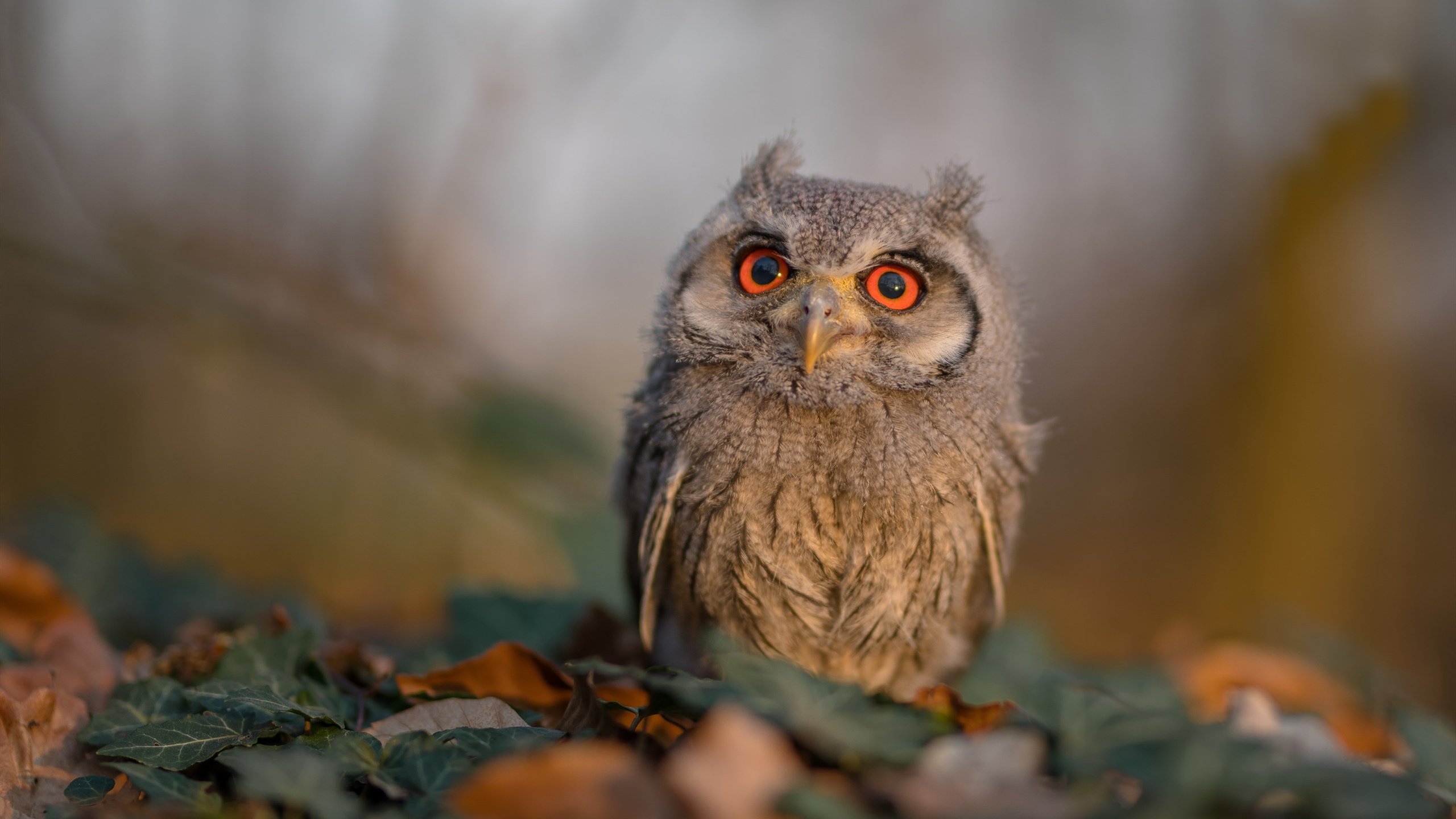 加克波，刺穿永恒之城的荷兰利刃