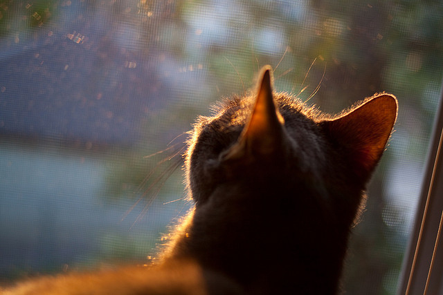 双重奏的终章，欧冠角斗场与森林狼狂潮的交响