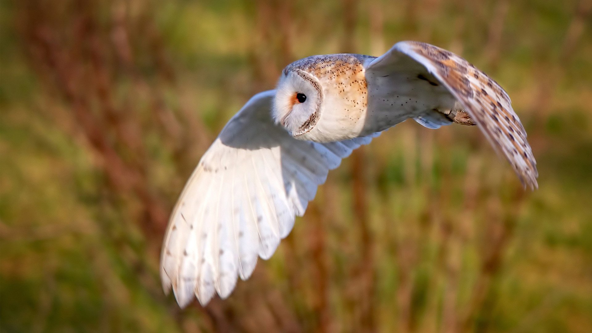 足球世界的双重奏，姆巴佩个人爆发与南非团队轻取阿尔及利亚的启示