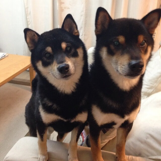 戈麦斯独中三元，AC米兰友谊赛横扫阿尔及利亚