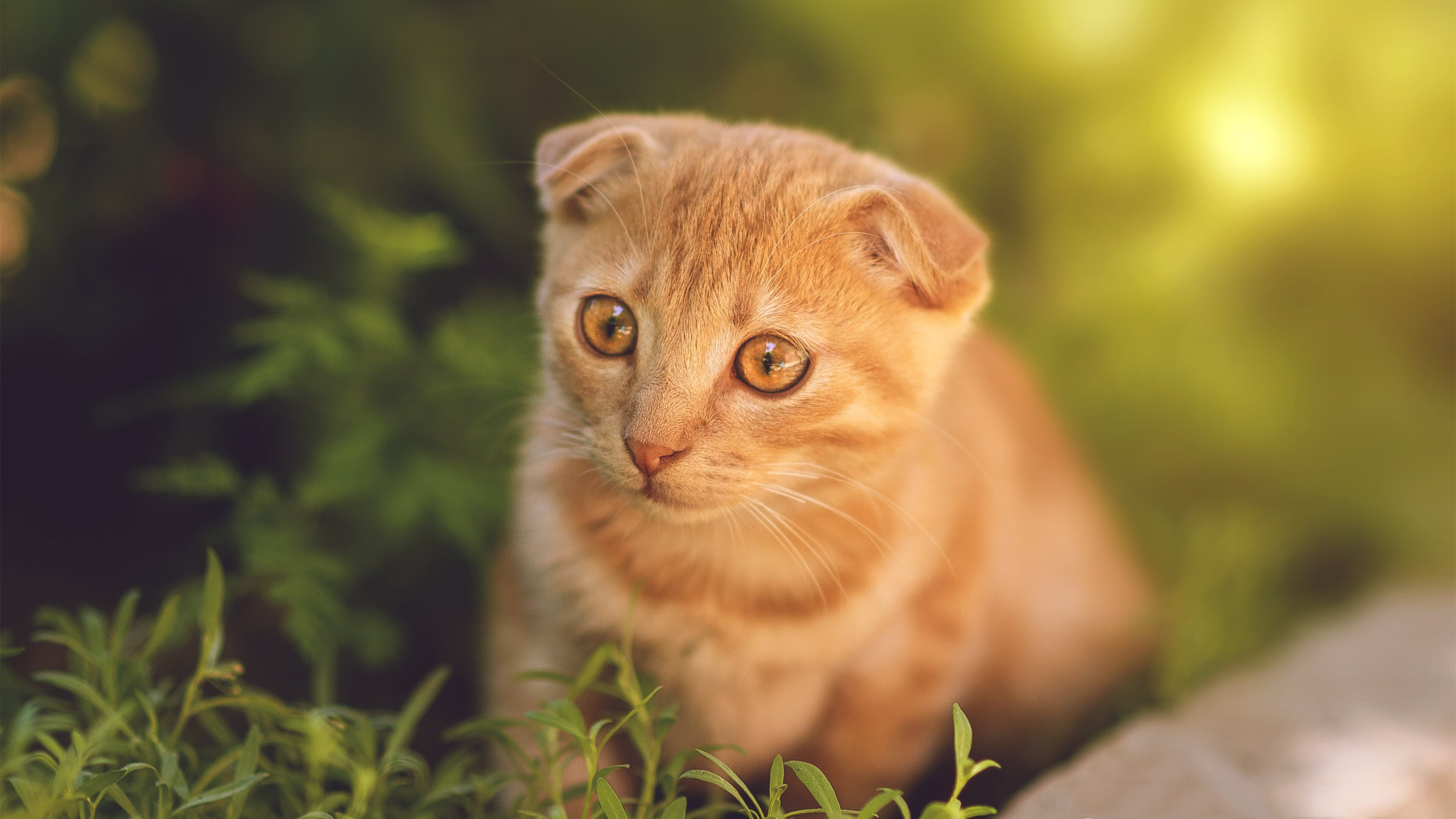 49分之夜的被无视者，班凯罗狂飙成空砍王，开拓者奇兵导演逆转奇才