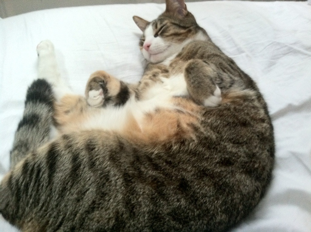 单节12分钟的时间褶皱,斯通斯如何用三次呼吸为巴萨折叠突尼斯的夜晚