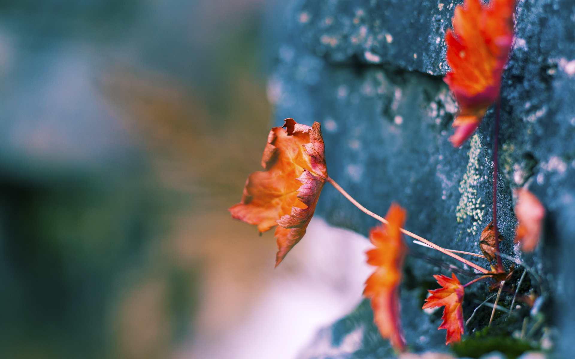绿茵场与硬木地板的交响，当莫德里奇的完美照进NBA季后赛之夜