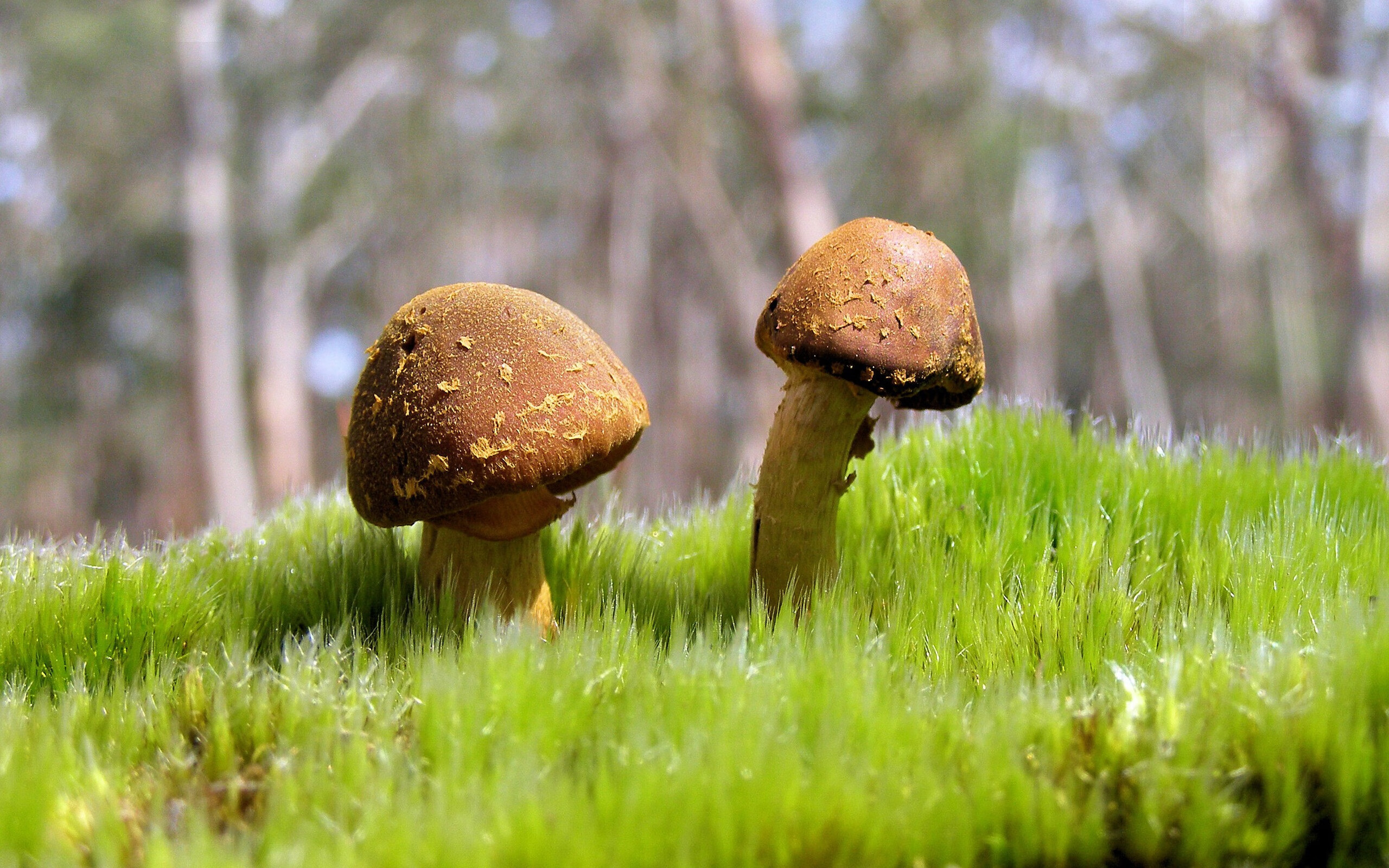 终结雷霆风暴!雄鹿三重绞杀上演莫兰特绝唱—联盟最强矛盾对决背后的团队艺术