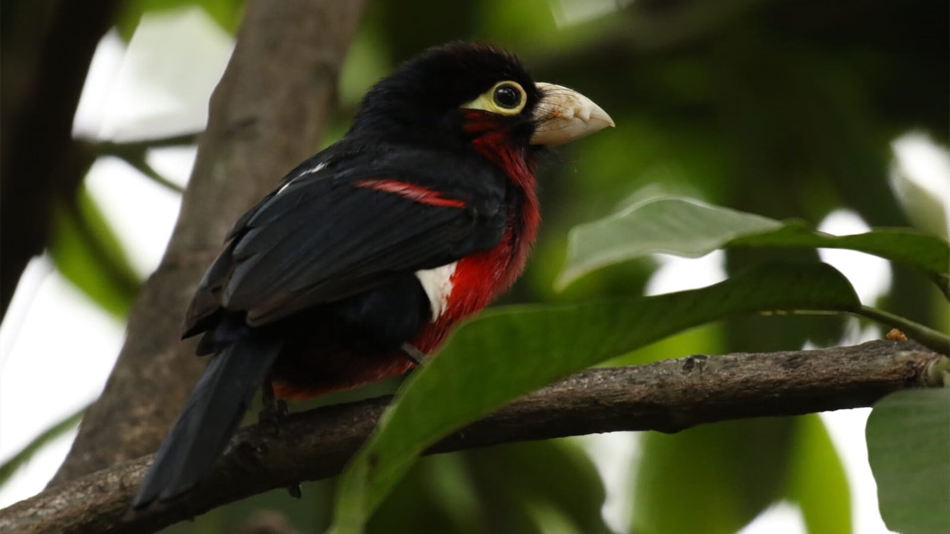 国王加冕之战，一场粉碎不败神话的世界排名争夺战