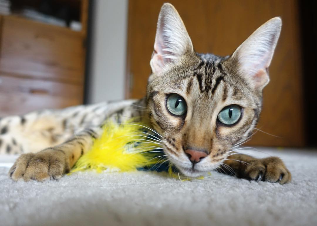 欧冠夜莺啼破南大王铁幕，马丁内利化身关键先生，北伦敦加纳踏平拜仁山岳