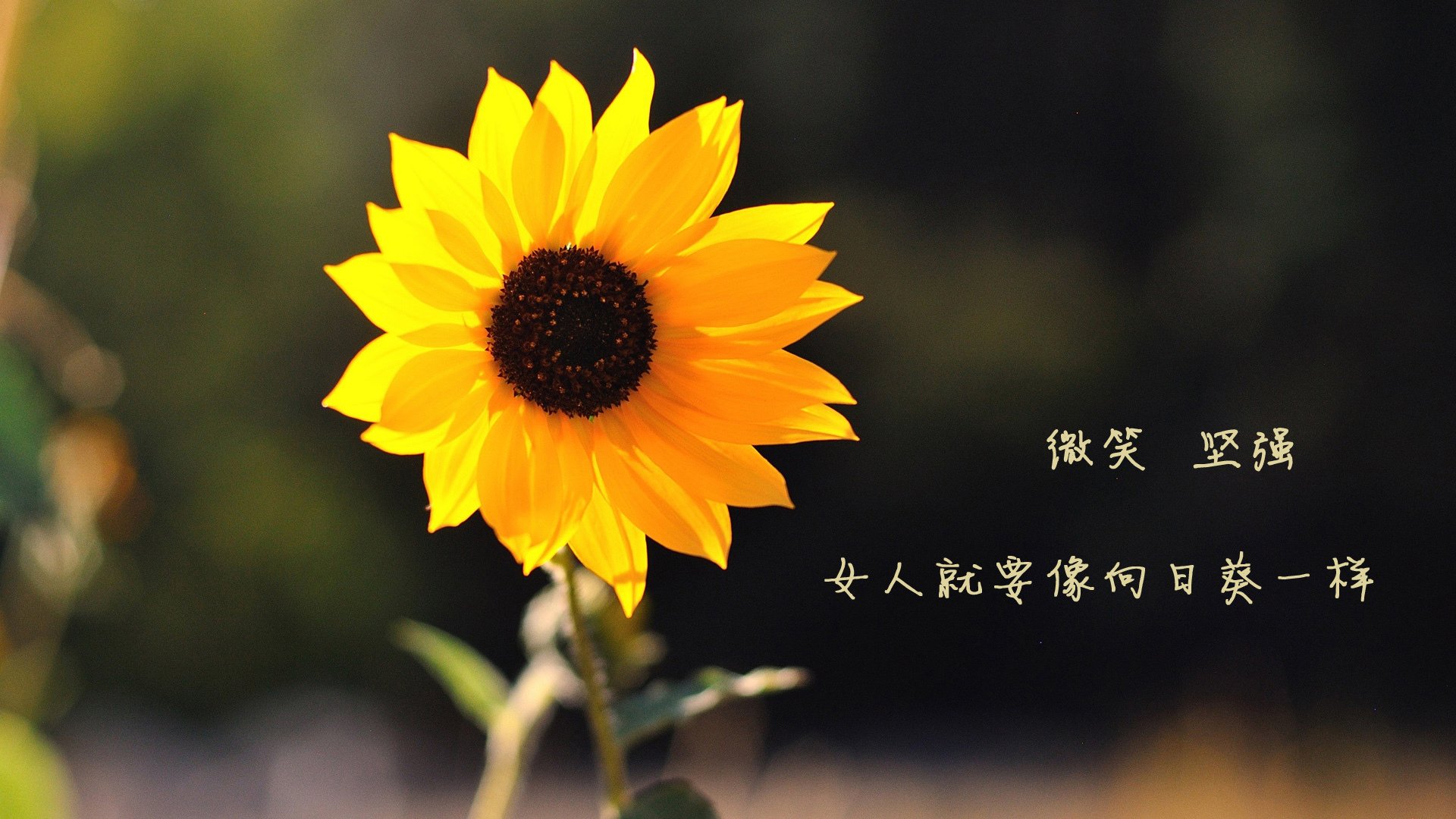 蓝衣军团折戟波斯铁骑,久保建英以节奏之名,书写2026世界杯最冷门的唯一剧本